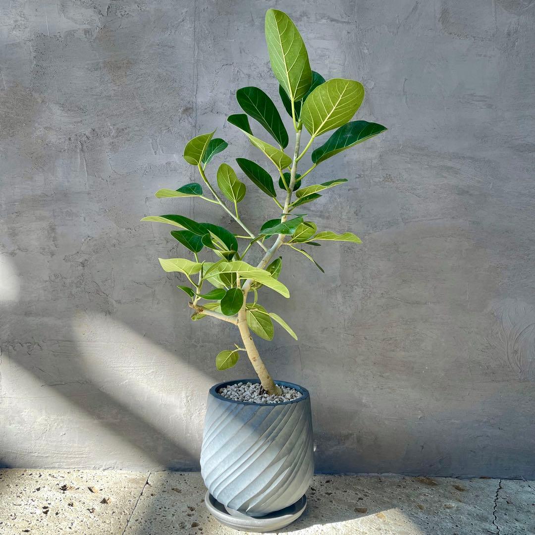 フィカス　ベンガレンシス　オードリー　8号　陶器鉢　植え込み発送