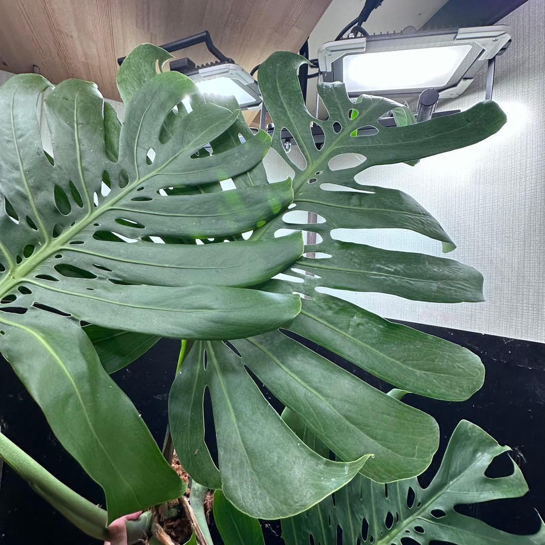 よ*君様 モンステラデリシオーサマクロコズム超希少系統鉢植え106㎝レア