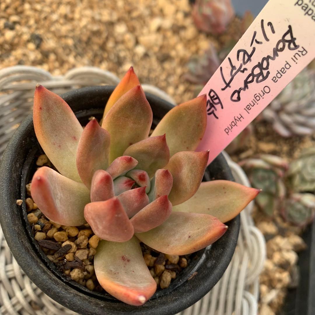 b*i様 ルイパパ苗　BonoBono ぼのぼの　リンゼアナ　自家　札付き