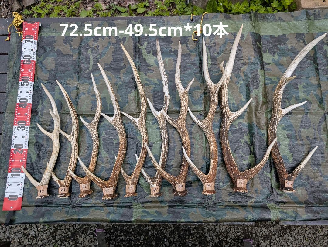 蝦夷鹿の落ち角,「※31本セット」 ,※5万円から毎日お値下げします。