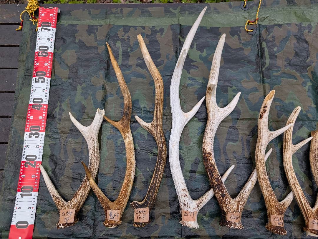 蝦夷鹿の落ち角,「※31本セット」 ,※5万円から毎日お値下げします。