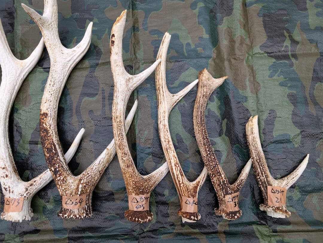 蝦夷鹿の落ち角,「※31本セット」 ,※5万円から毎日お値下げします。
