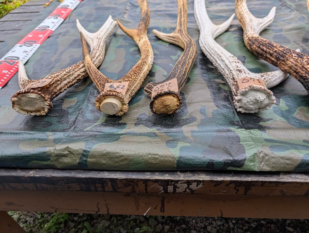 蝦夷鹿の落ち角,「※31本セット」 ,※5万円から毎日お値下げします。