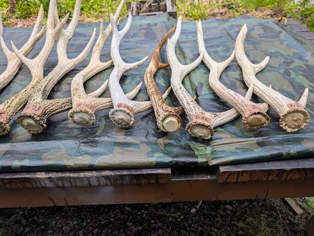 蝦夷鹿の落ち角,「※31本セット」 ,※5万円から毎日お値下げします。