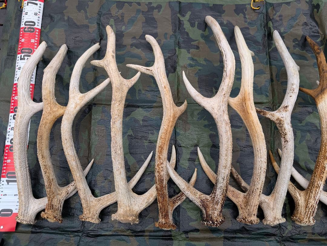蝦夷鹿の落ち角,「※31本セット」 ,※5万円から毎日お値下げします。
