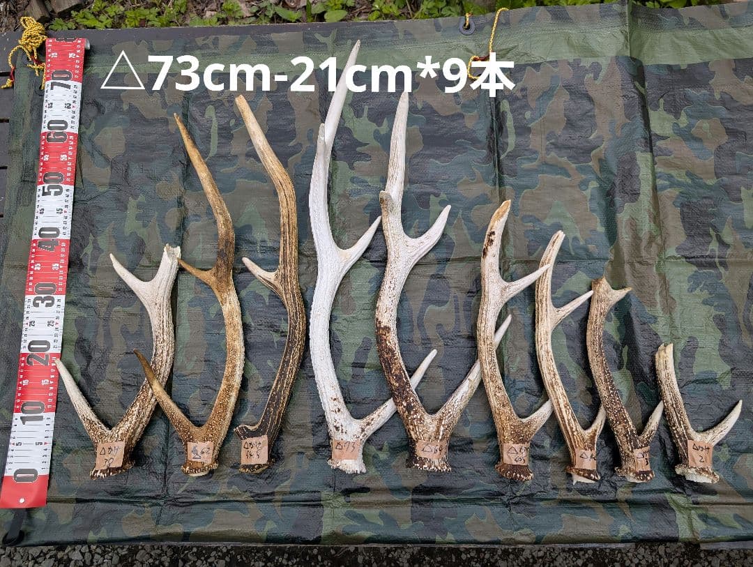 蝦夷鹿の落ち角,「※31本セット」 ,※5万円から毎日お値下げします。