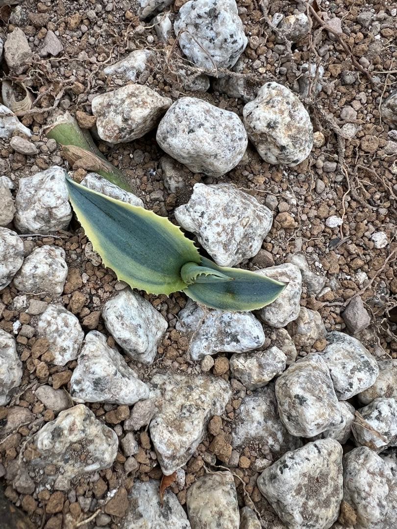 アガベ リップルエフェクト　カキコ　抜き苗