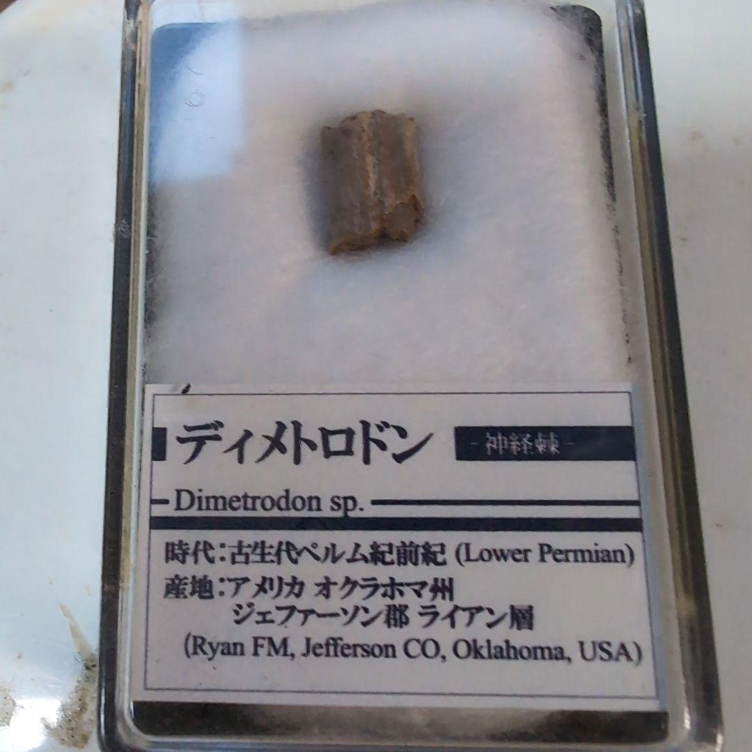 本物　希少　盤竜　ディメトロドンの帆の化石[オクラホマ]