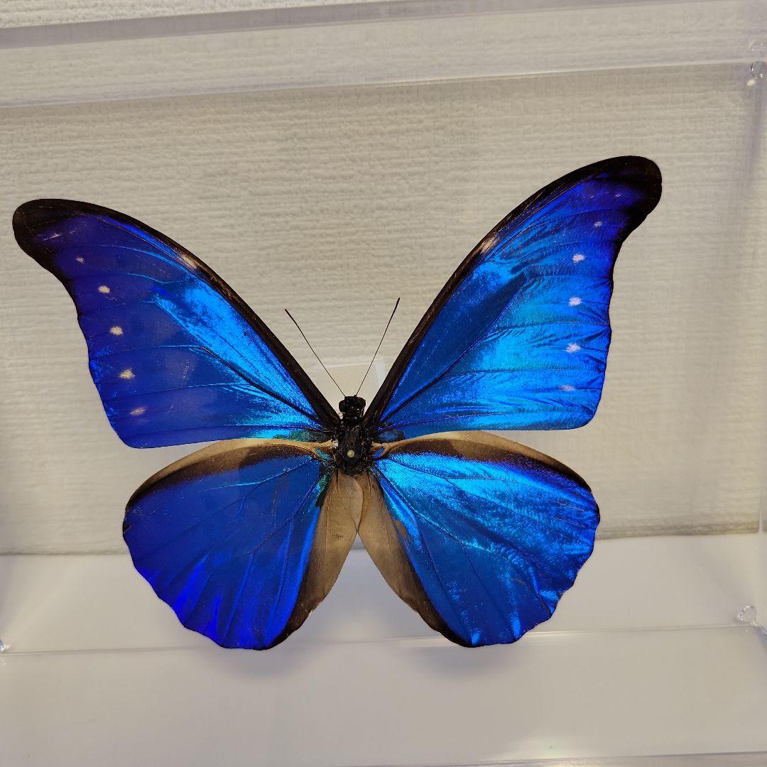 蝶の標本　ジャングルを舞う宝石(珍A)