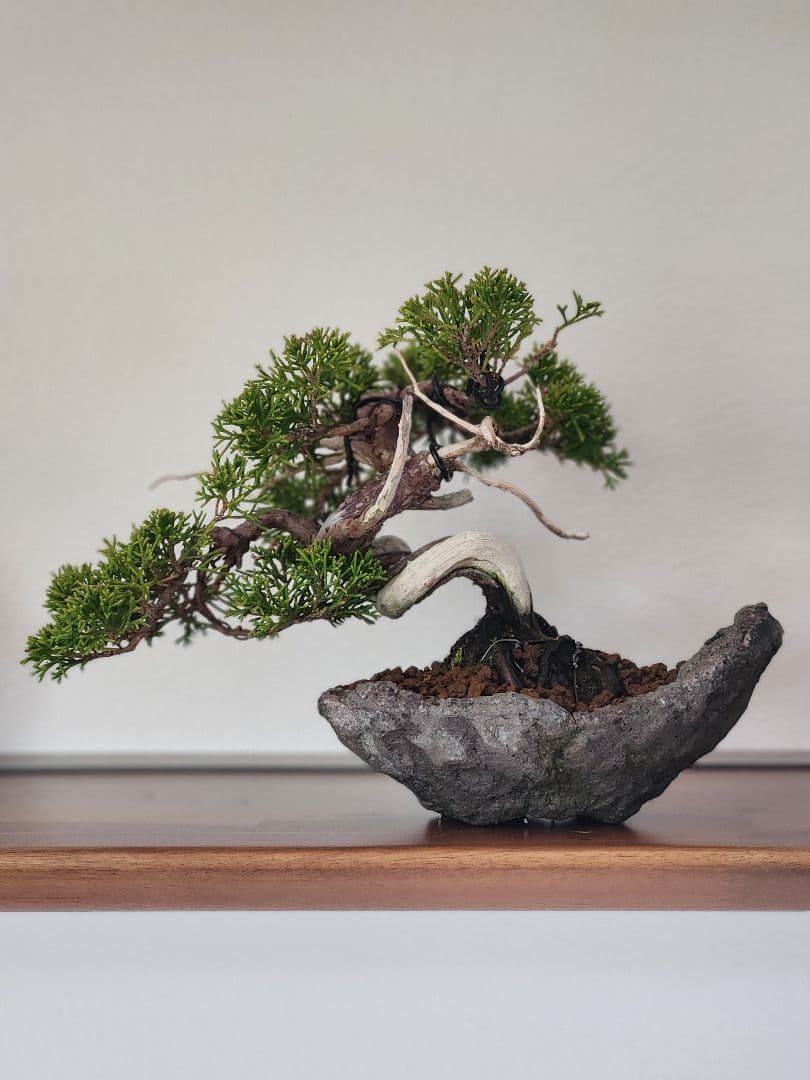 盆栽　真拍　盆栽鉢