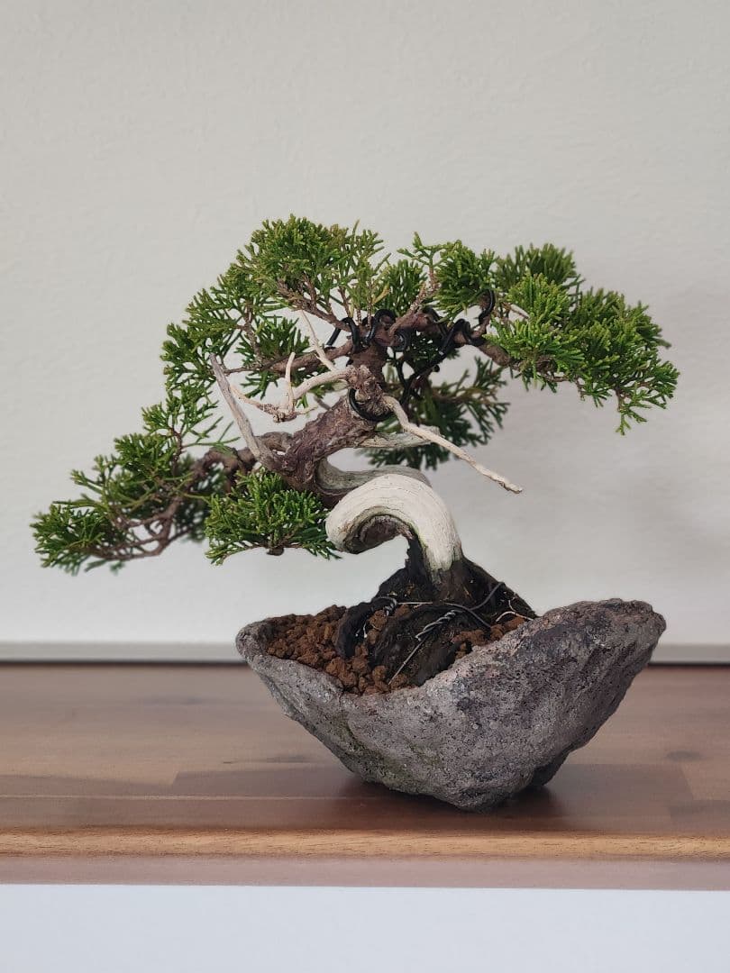 盆栽　真拍　盆栽鉢