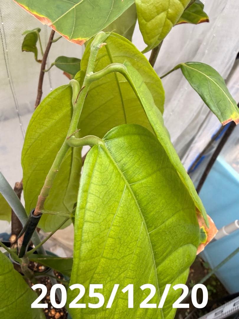 Nao君 大株カカオ苗 ナシオナル(アリバ)種 取り木苗