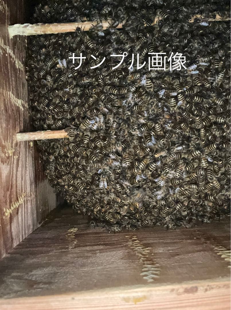 日本蜜蜂重箱式巣箱ハニーズハウス！五段スノコセット！送料無料！