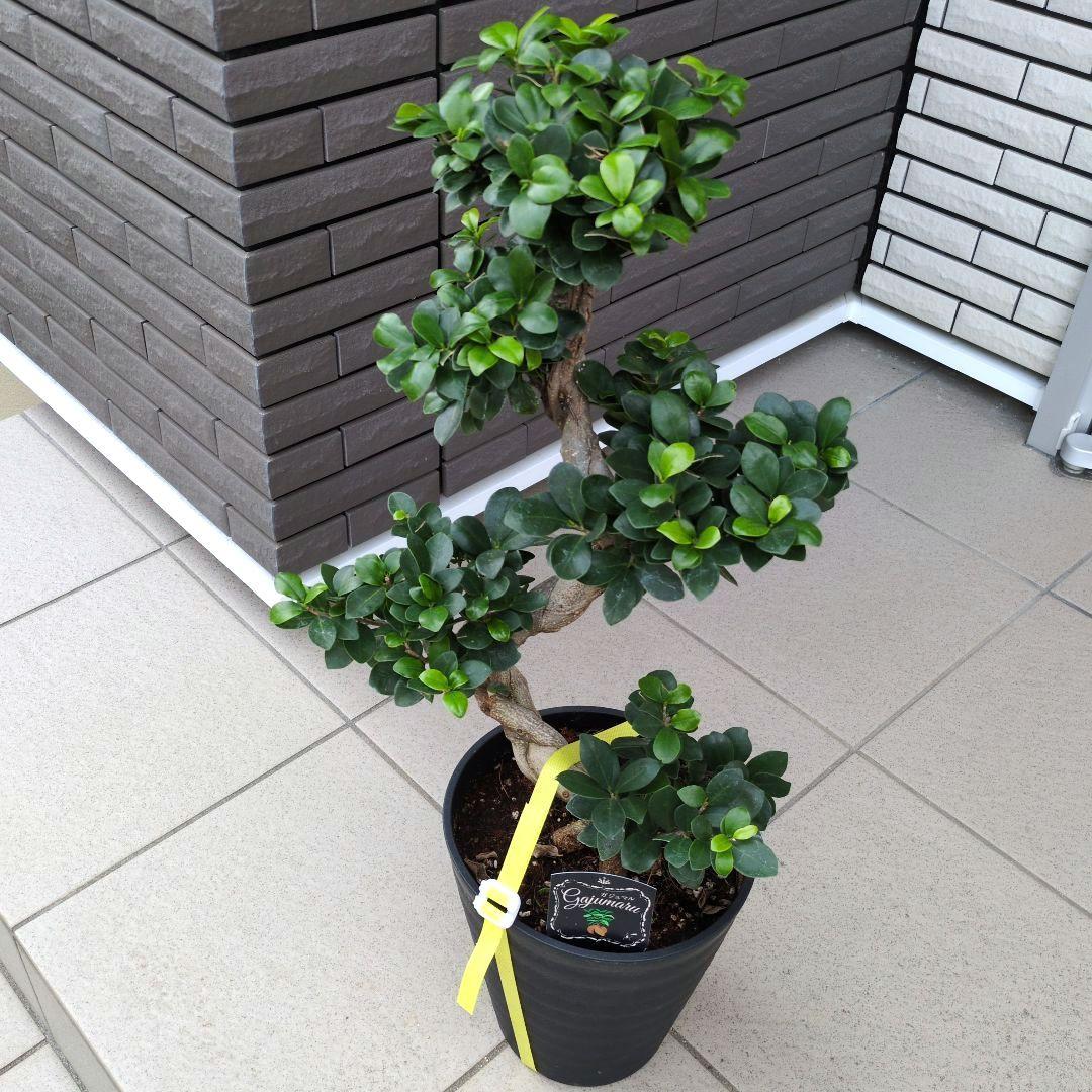 観葉植物　台湾ガジュマル　盆栽仕立て　S字仕立て　接ぎ木　昇り龍　曲がり　７号鉢