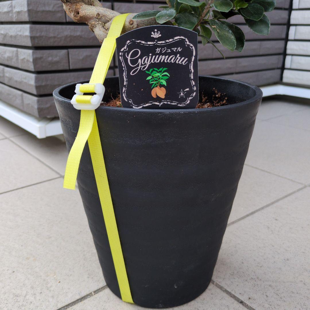 観葉植物　台湾ガジュマル　盆栽仕立て　S字仕立て　接ぎ木　昇り龍　曲がり　７号鉢