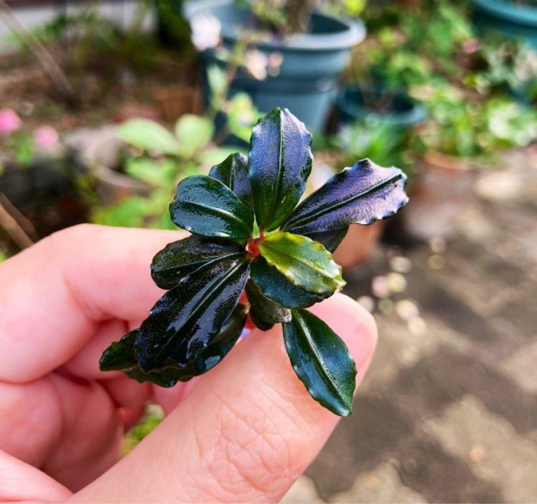 【AS便】ブセファランドラsp. Brownie ghost2014