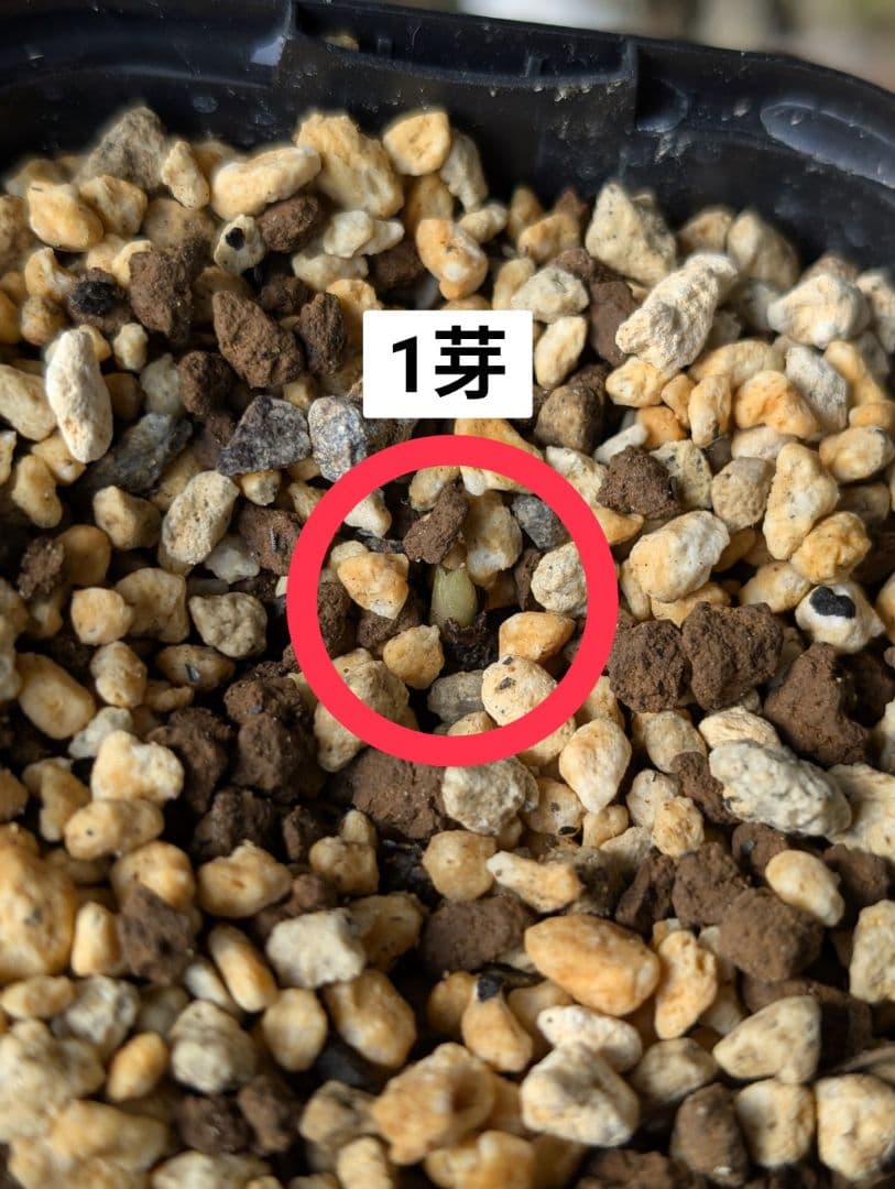 チベタヌス 現品