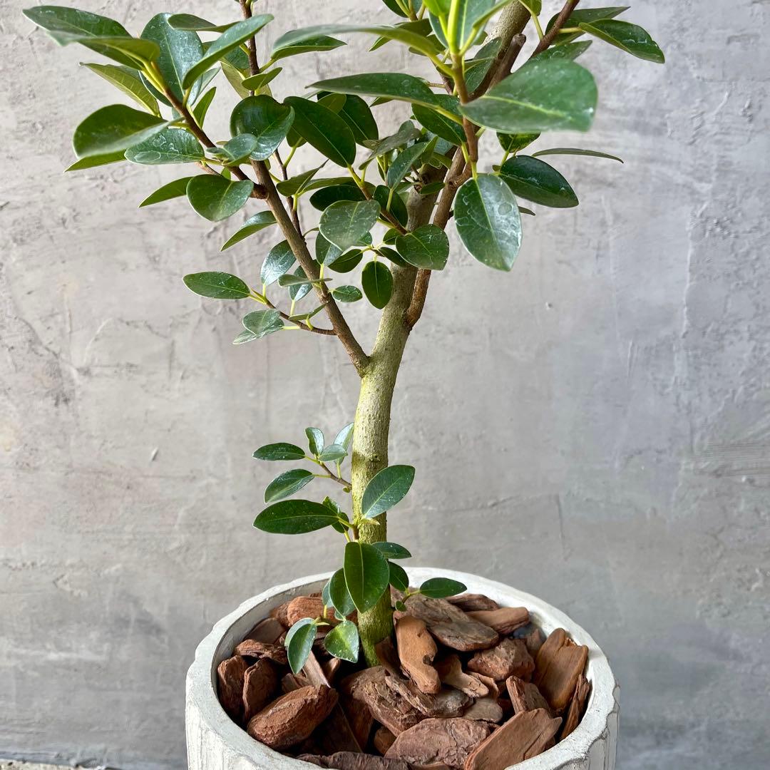 ハリー　大型　フランスゴムの木　螺旋仕立て　陶器鉢　植え込み発送