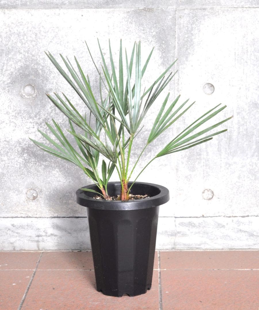 チャメロプス フミリス セリフェラ ７号