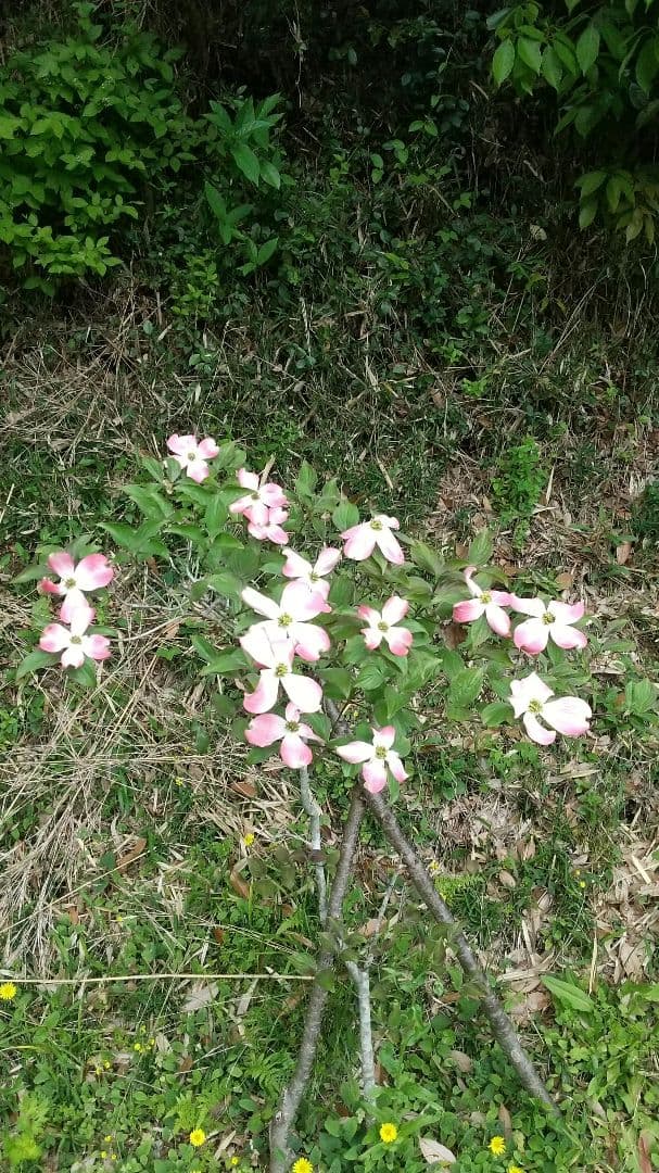 ゲームソフト メロン商品です！