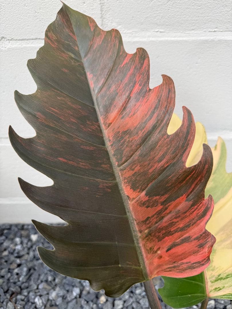 幸*様 フィロデンドロン　キャラメル　マーブル(大株)