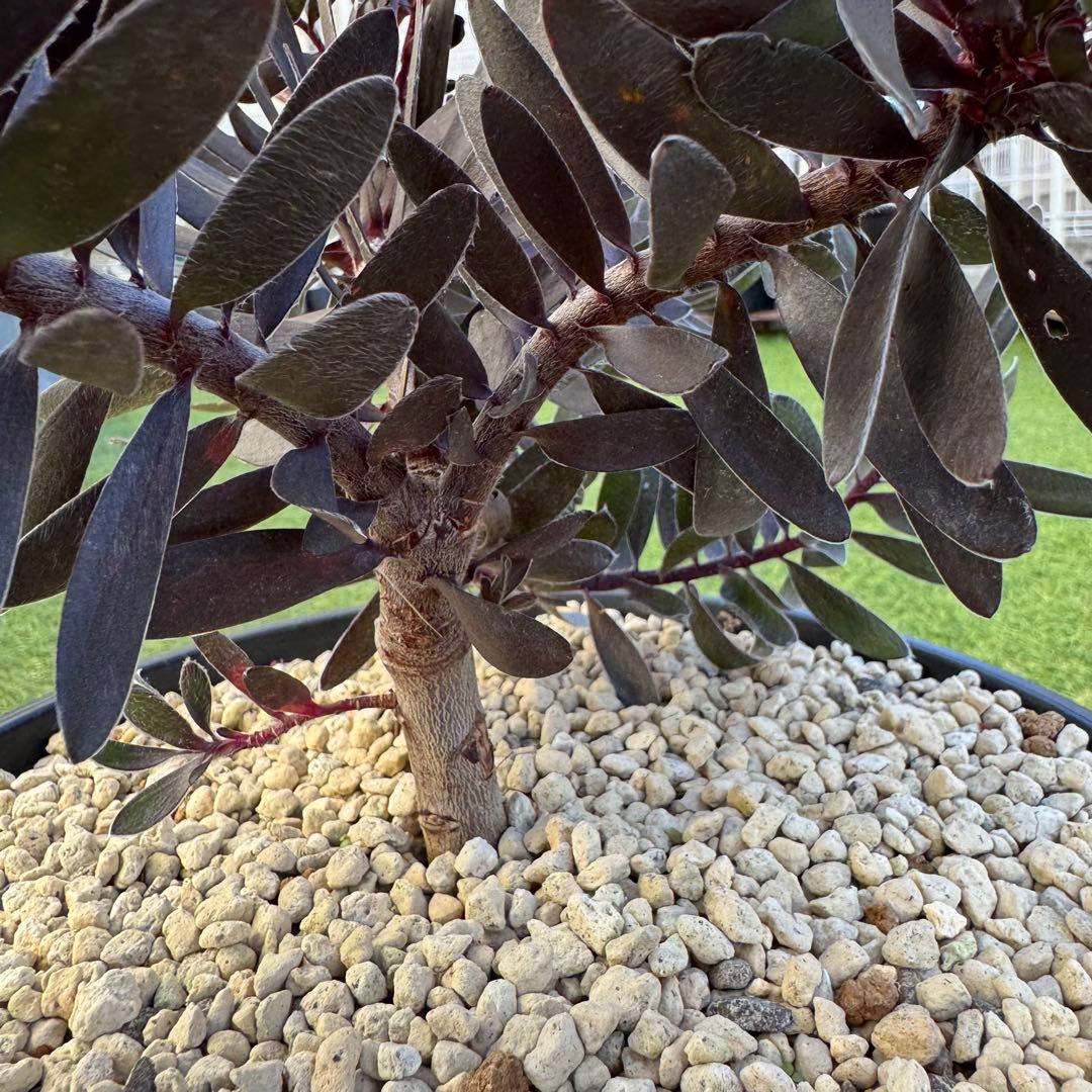 リューカデンドロン デュリフ Leucadendron Durif 8号　大株