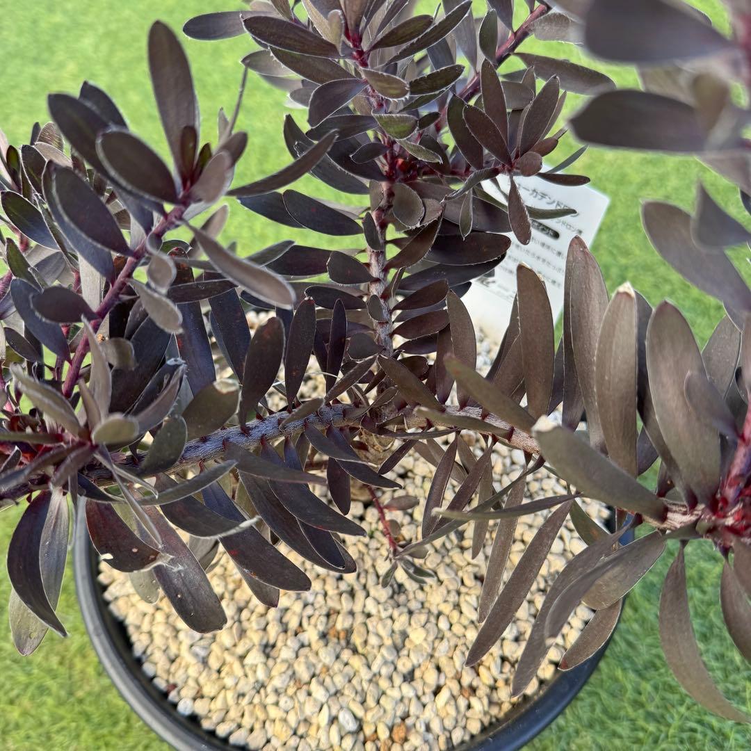 リューカデンドロン デュリフ Leucadendron Durif 8号　大株