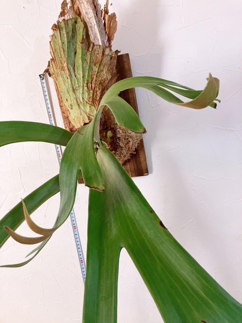 ゲリラ値下げ外巻　大株ビカクシダ　ウィリンキーwild\"east java\"