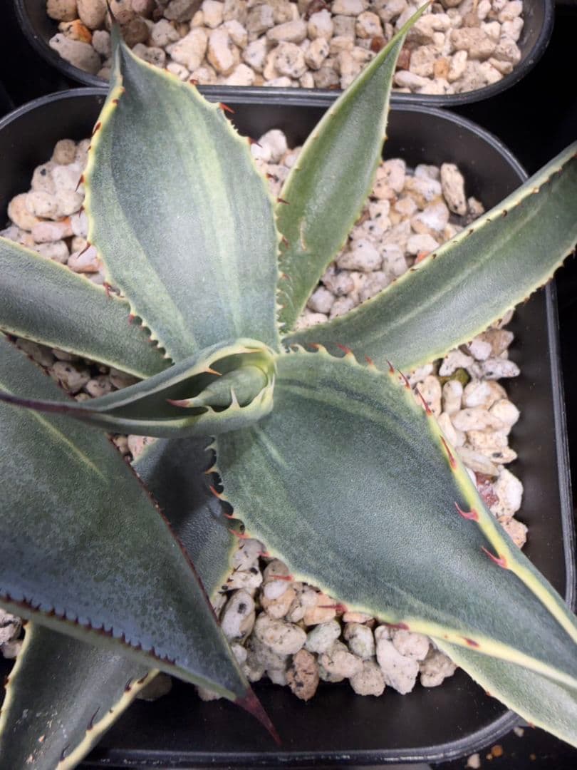 専用　フェロックス　斑入り　パリー　トランカータ　オバティフォリア　パラサナ