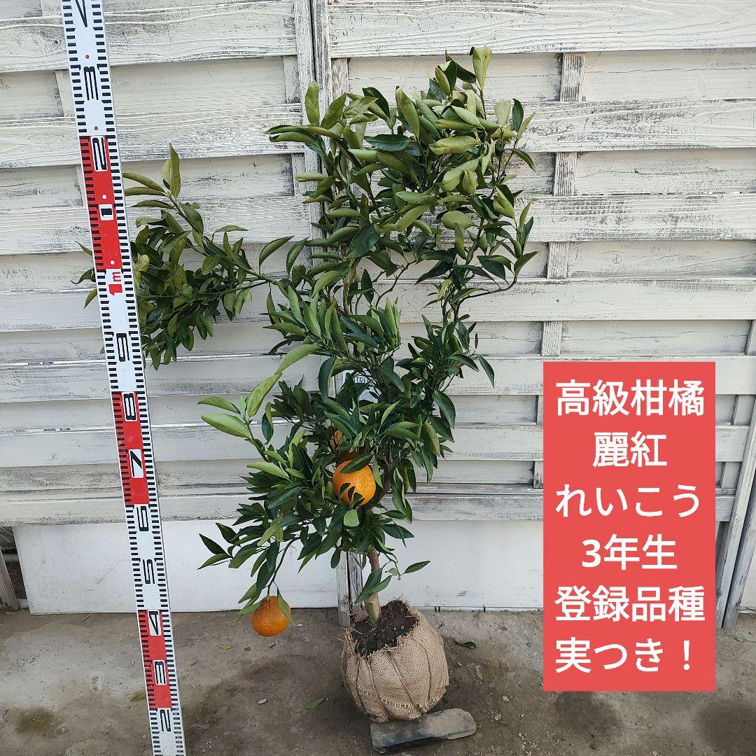 ド*ト様 麗紅 3年生 苗木 登録品種 実つき！