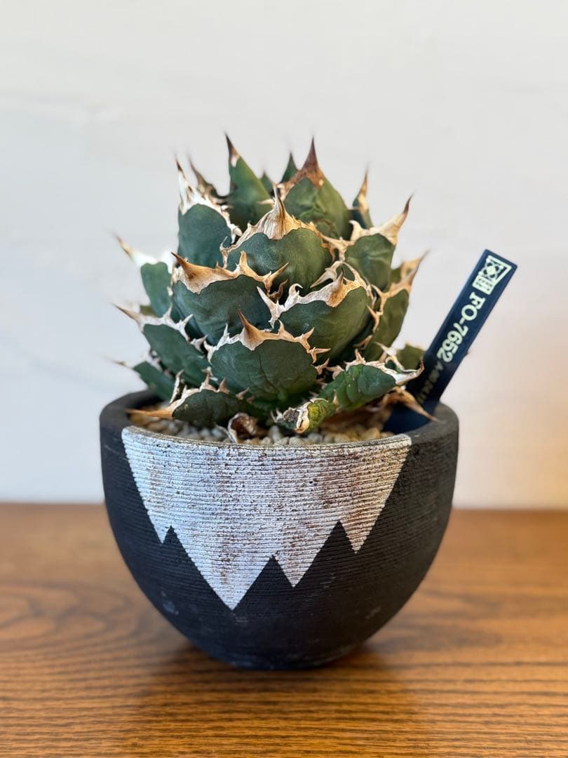 FO-076【発根済】【希少株】【大株】アガベ