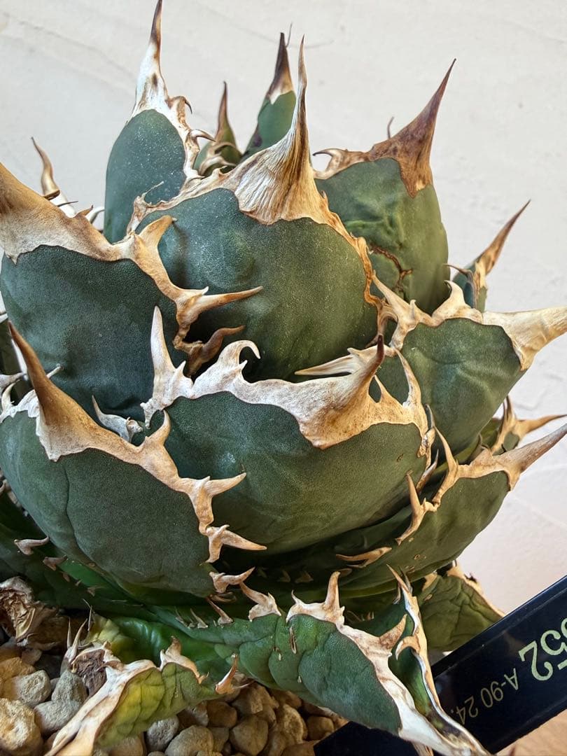 FO-076【発根済】【希少株】【大株】アガベ