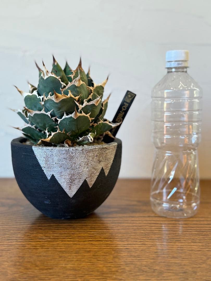 FO-076【発根済】【希少株】【大株】アガベ