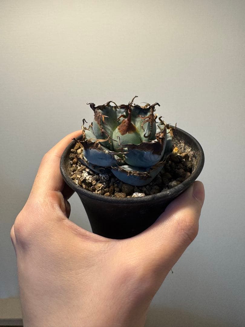 アガベ オアハカ実生 青葉