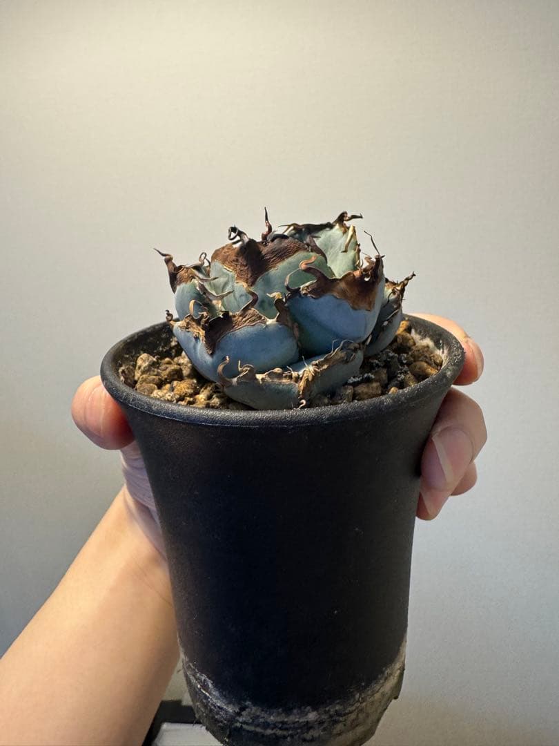 アガベ オアハカ実生 青葉