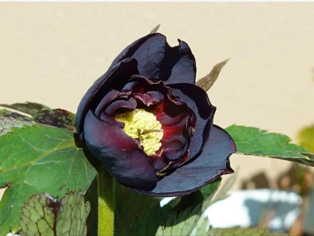 ユキノリ クリスマスローズ wa26-1