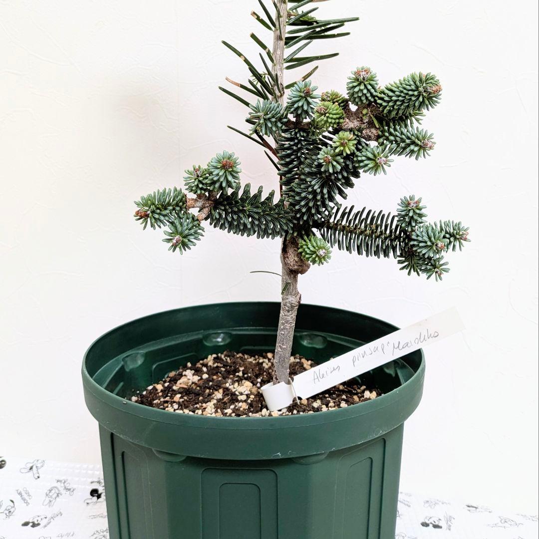 abies pinsapo　もみの木　スペインモミ　苗　矮性