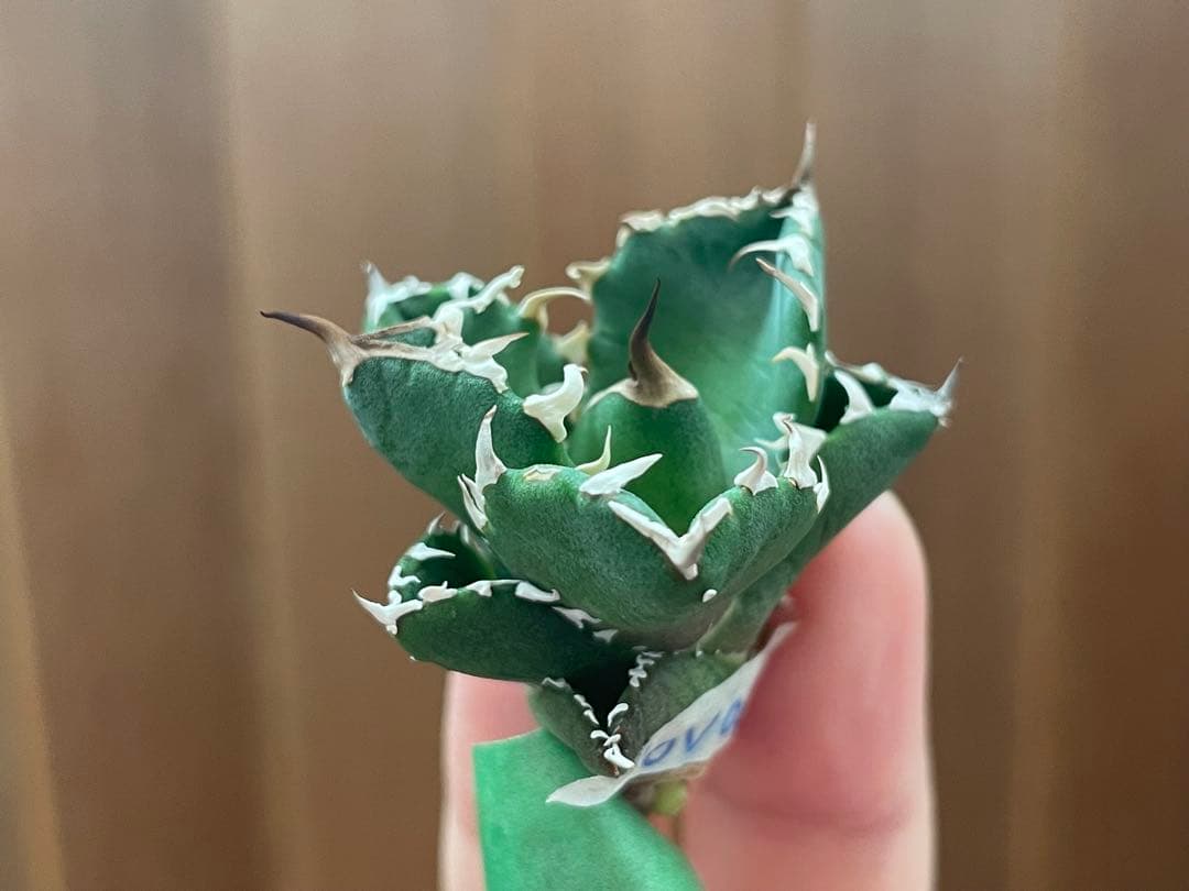 【REZA産】イラン株　選抜　アガベ　　NOVA ノヴァ　天芽　12月便