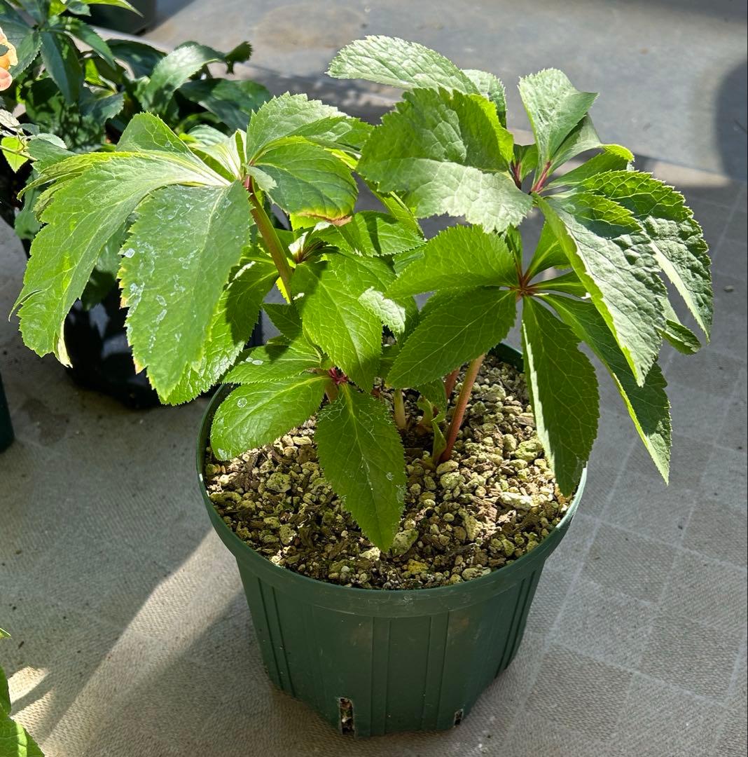 クリスマスローズ　大木ナーサリー　foujita フジタ　ss 未株分け　6号