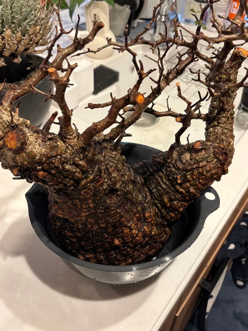 k*♡様 オペルクリカリアパキプス　発根管理中株