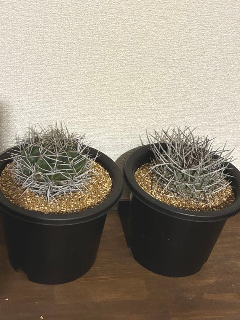 サボテン テロカクタス 鶴巣丸、ギムノカリキウム フェロシオール
