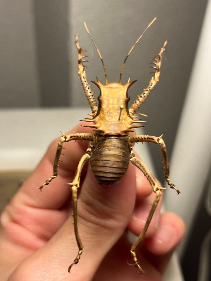 【33mm】アーマードクリケット 武装コオロギ ドラゴンヘッドコオロギ昆虫標本