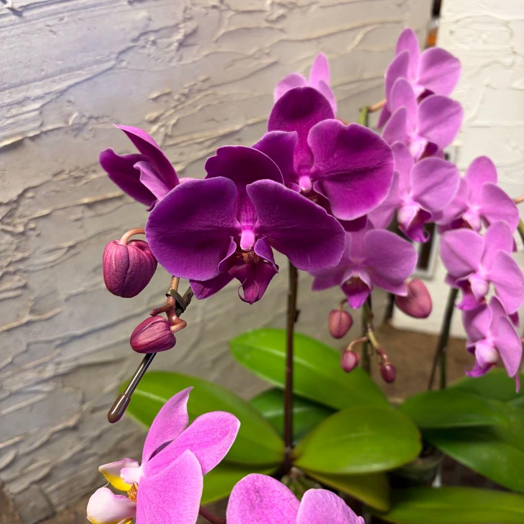 胡蝶蘭　8ポット ファレノプシス