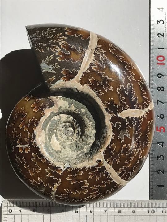 マダガスカル産　縫合線の浮き出るアンモナイト化石（プゾシア）大サイズ　稀少