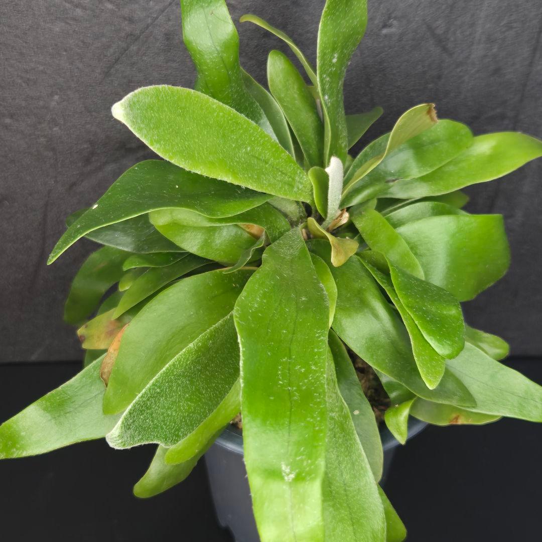 サンメリのビカクシダ【P.ビフルカツム変異個体コモチ】大株！