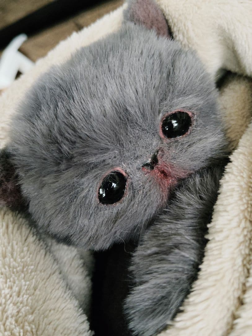 もち様オーダー❤子猫の黒豆ちゃん♡アートドール♡ぬいぐるみ♡