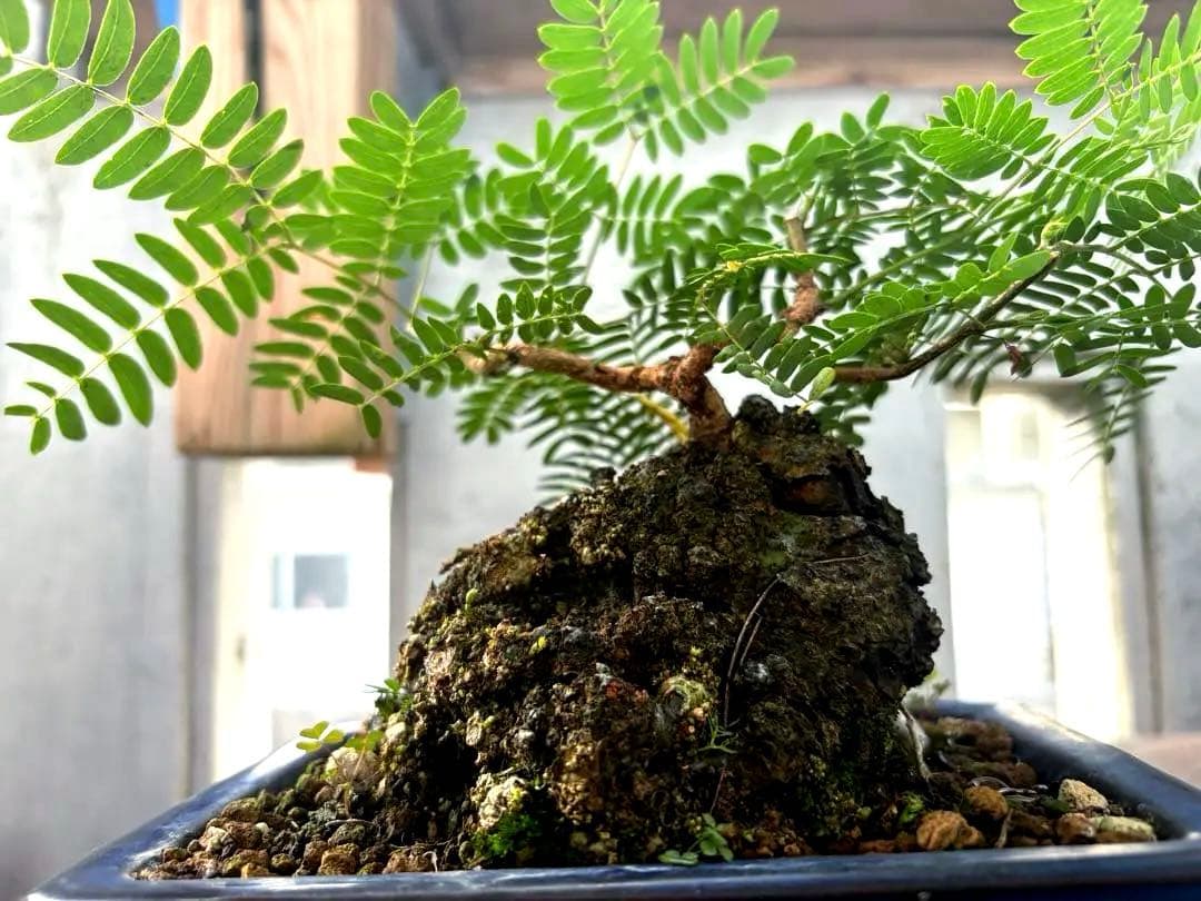 タカボーネムノキ　コーデックス　ゴツゴツ肌　レア　希少　塊根植物