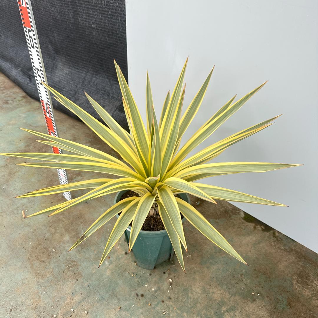 ユッカ　グロリオサ　ブライトスター【21-407】