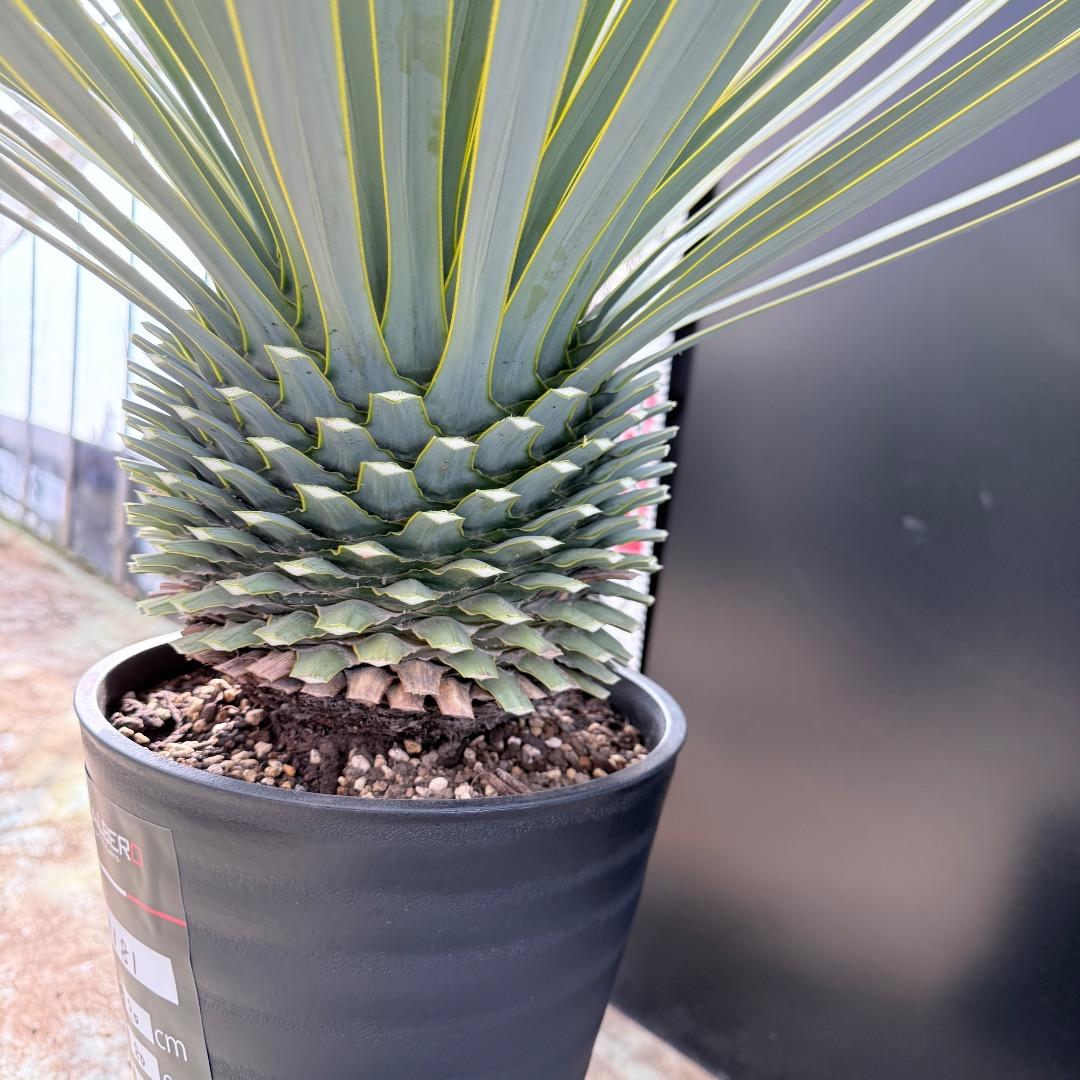 【AL1181】ユッカ　ロストラータ　シルバー　極太