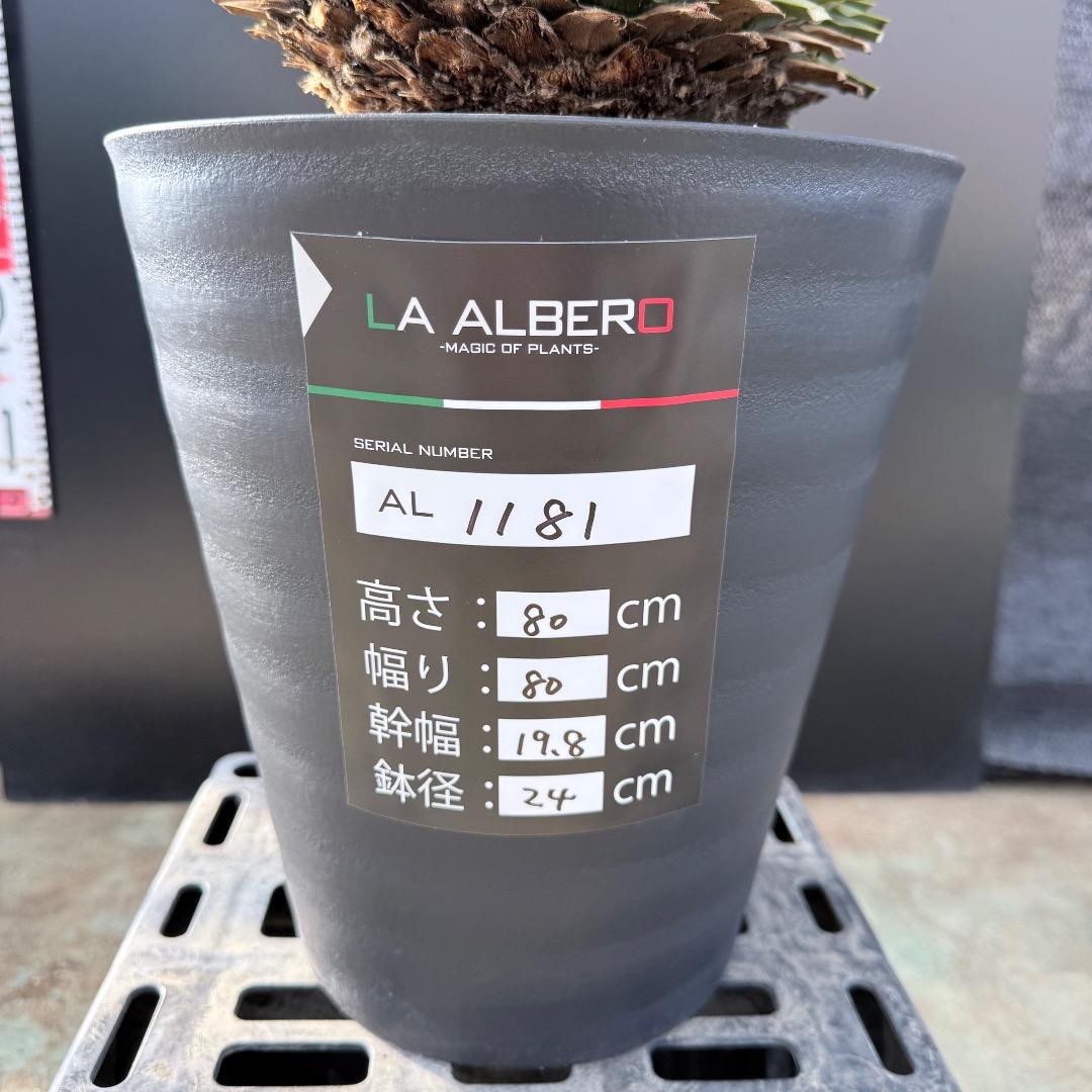 【AL1181】ユッカ　ロストラータ　シルバー　極太